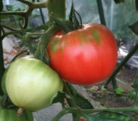 トマト１.jpg