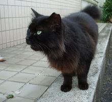 黒猫１.jpg