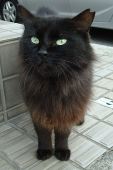 黒猫２.jpg