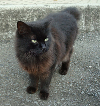 黒猫３.jpg